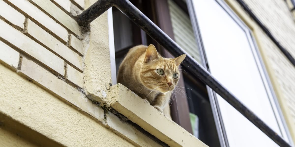 Balkondan veya Pencereden Düşen Kedi İçin Ne Yapılmalı?