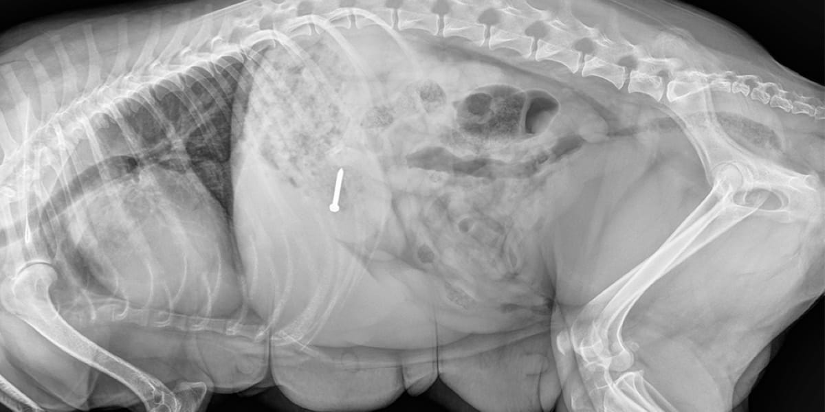 Kedi ve Köpeklerde Yabancı Cisim Yutması