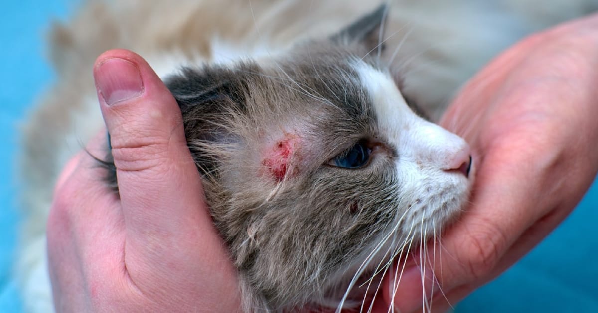 Kedilerde Alerji Belirtileri ve Tedavisi