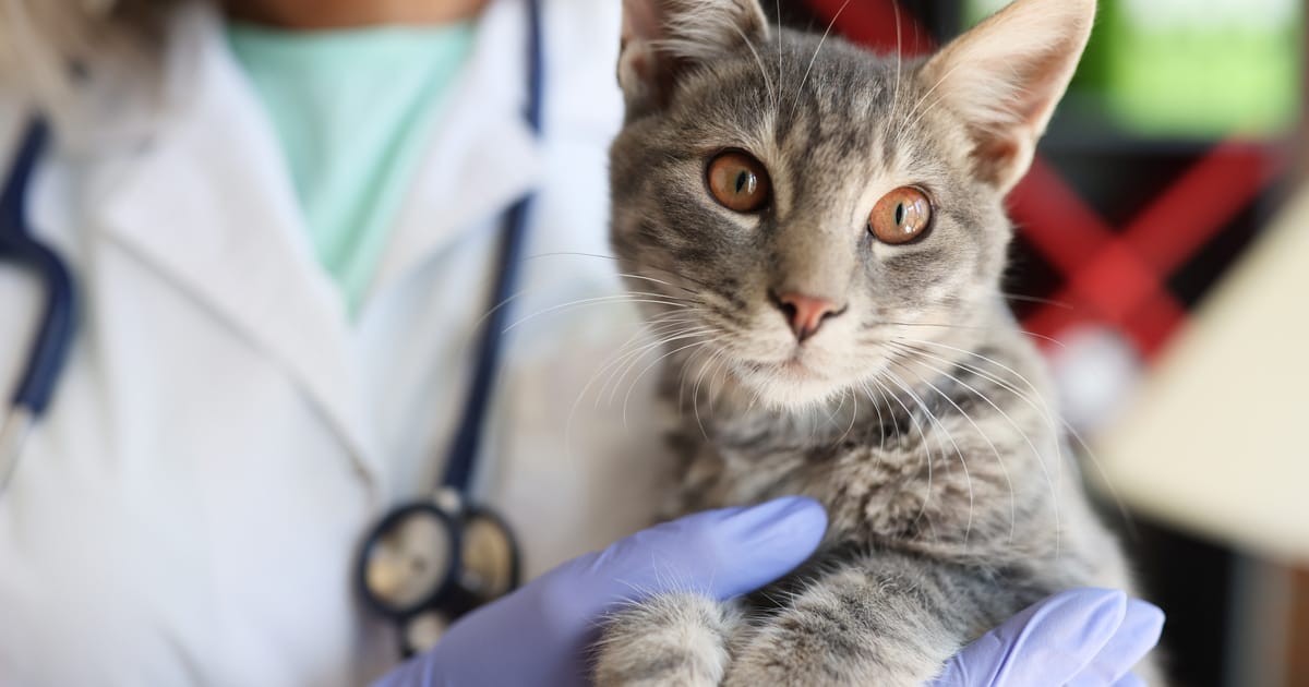 Kedilerde GS-441524 İlaçı Hakkında Bilgi ve Tedavisi