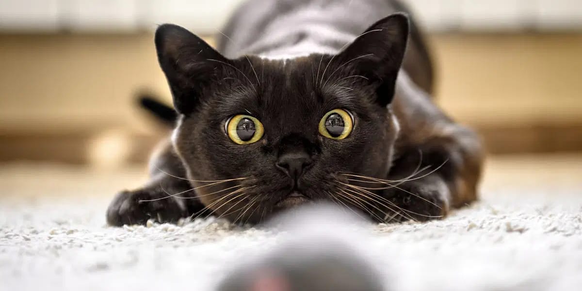 Kedim İğne Yuttu, İp Yedi veya Cisim Yuttu Ne Yapmalıyım?