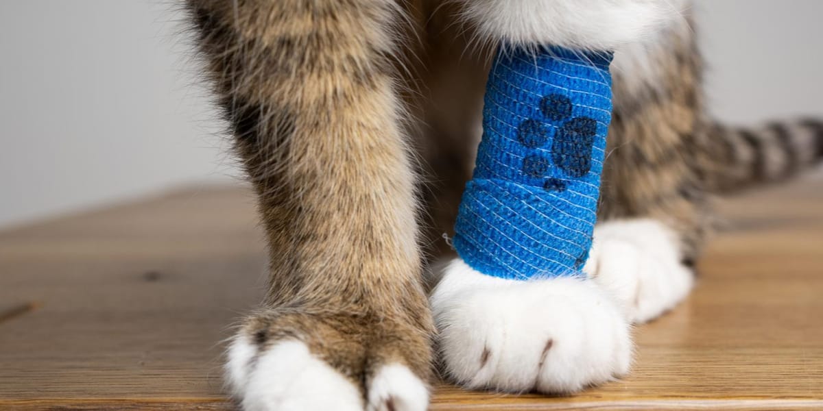 Kedime Araba Çarptı Ne Yapmalıyım? İlk Yardım ve Acil Veteriner