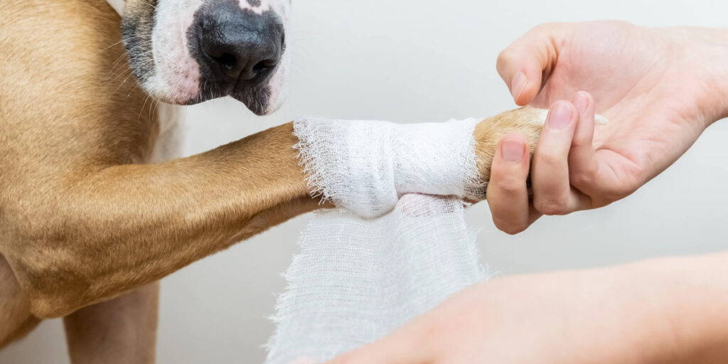 Köpeğime Araba Çarptı Ne Yapmalıyım? İlk Yardım, Tedavi
