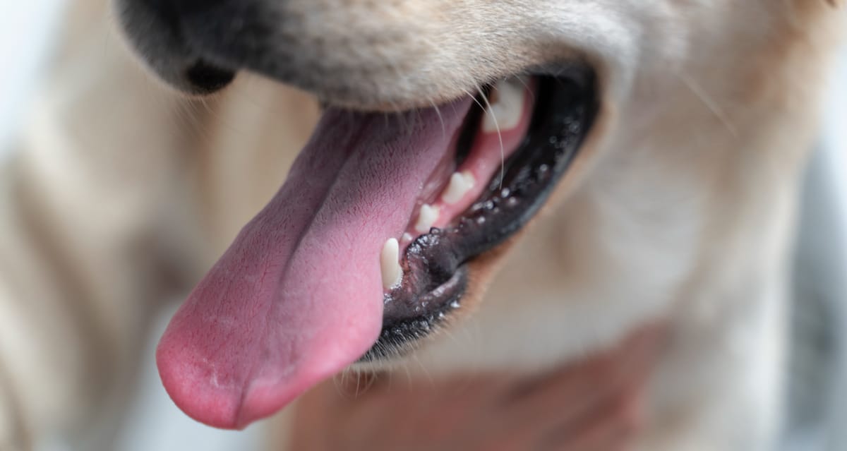 Köpeklerde Diş Taşı, Ağız Kokusu ve Diş Eti Problemleri