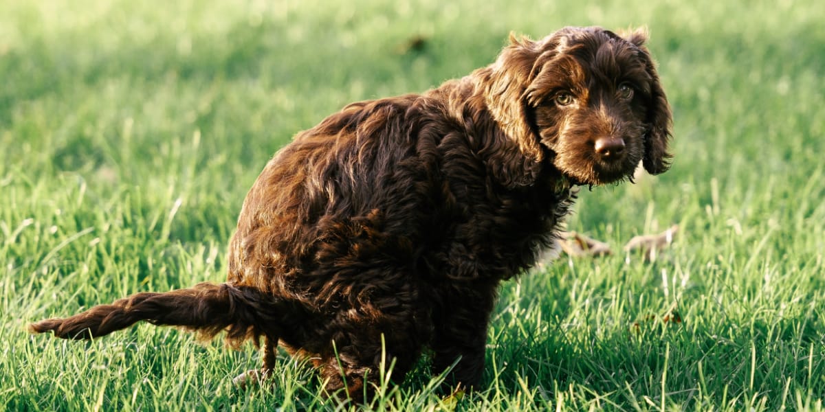 Köpeklerde İshal Nedenleri, Belirtileri ve Tedavi Yöntemleri