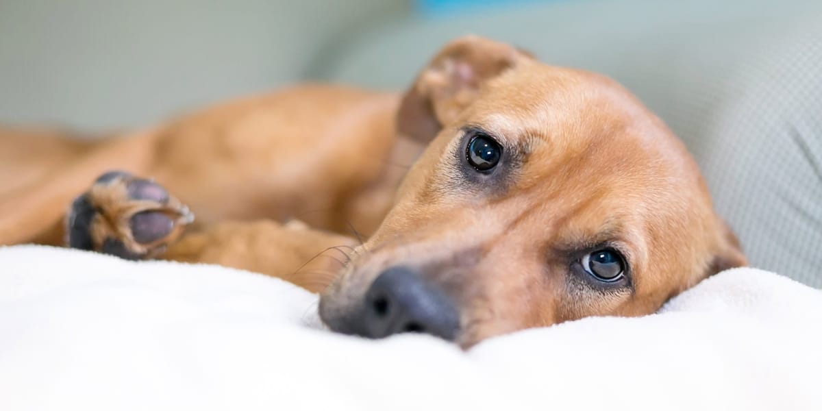Köpeklerde Kanlı İshal Nedenleri, Belirtileri ve Tedavi Yöntemleri