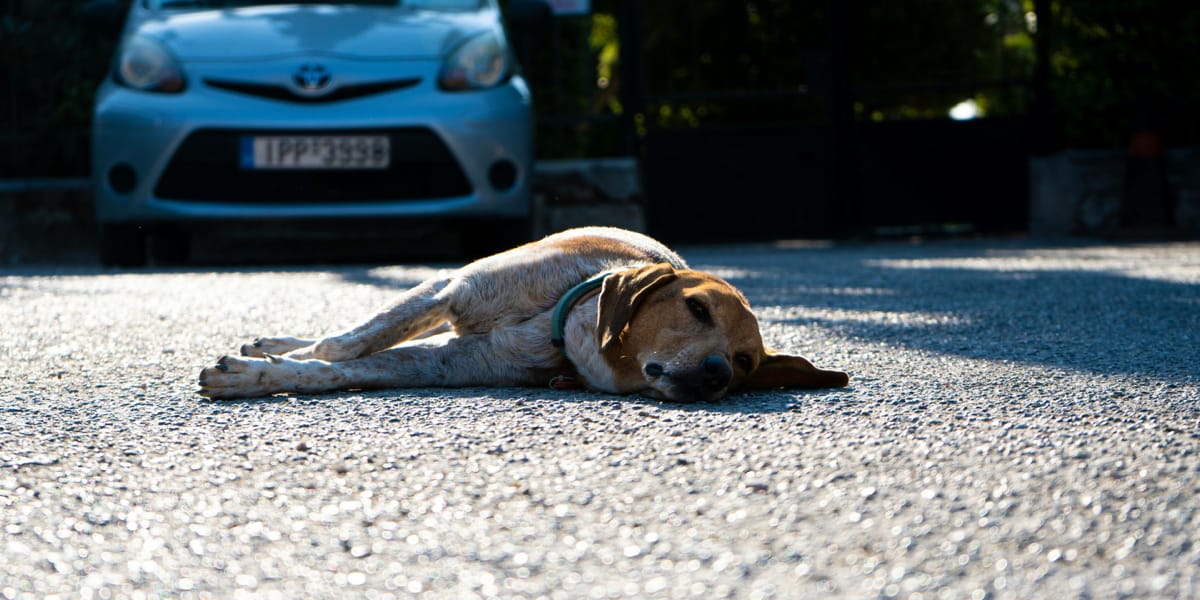 Trafik Kazası Geçiren Kedi ve Köpek İçin İlk Yardım ve Tedavi