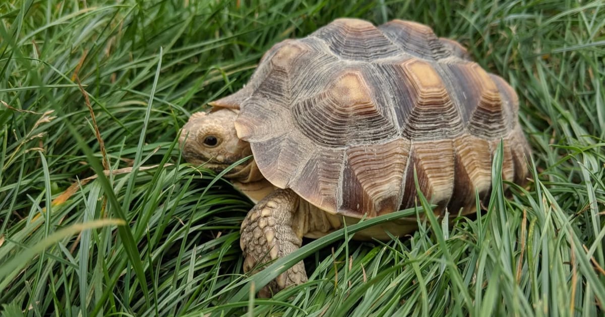 Kaplumbağalarda Kabızlık Belirtileri, Nedenleri ve Tedavi Yöntemleri