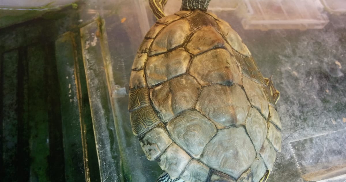 Kaplumbağalarda Kabuk Rengi Değişim Nedenleri, Belirtileri ve Çözümleri