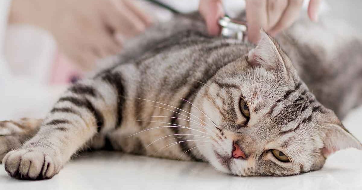 Kedi İç Parazit Belirtileri, Tedavisi ve Korunma Yöntemleri