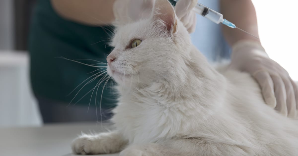 Kedi Karma Aşısı Nedir, Ne İşe Yarar, Ne Zaman Yapılır?