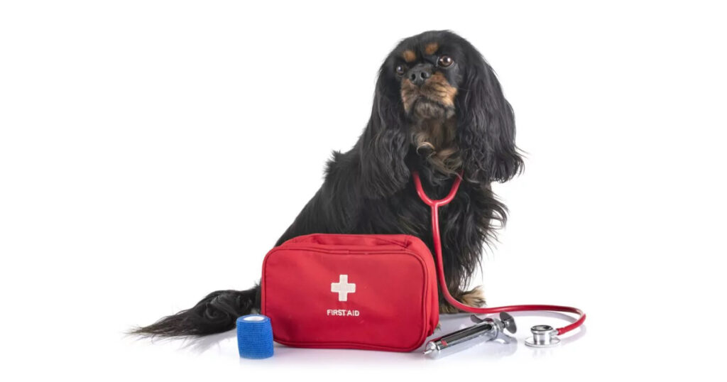Evcil Hayvan Sahiplerinin Acil Durum Çantasında Neler Olmalı?