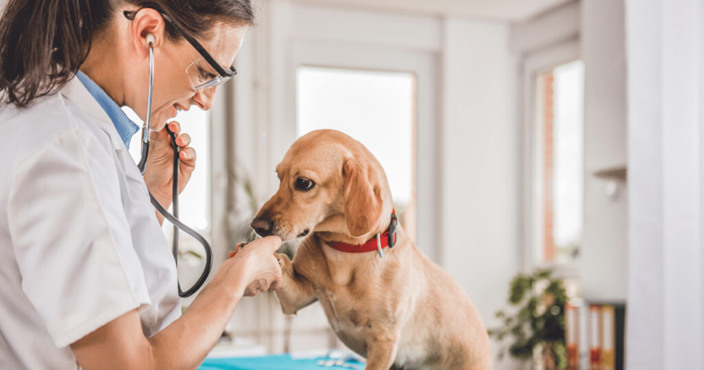 Evcil Hayvanınızı Hangi Durumlarda Veterinere Kontrol Ettirmelisiniz?