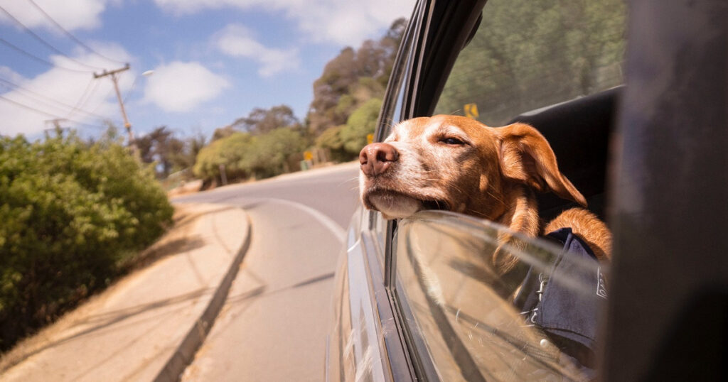 Evcil Hayvanla Tatile Gitmeden Önce Bilmeniz Gerekenler