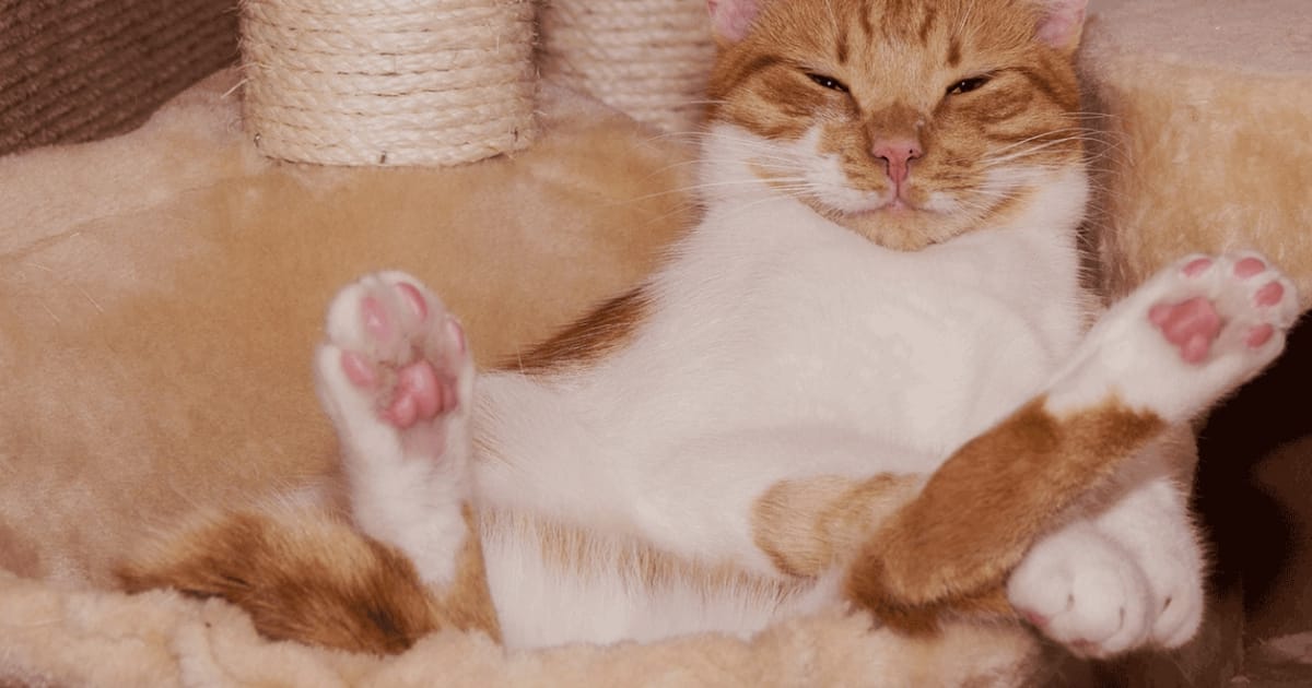 Kediler Nasıl Ödüllendirilmeli? – Doğru Ödül Davranışın Anahtarı