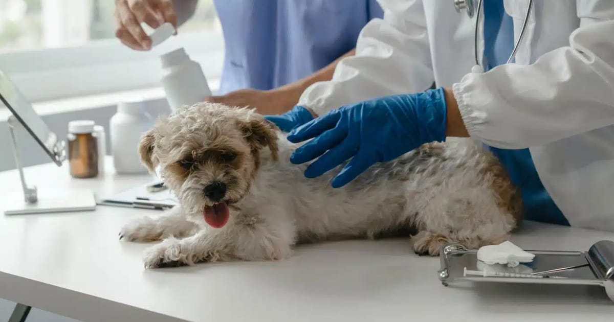 Kuduz Titrasyon Testi Nedir? Nasıl Yapılır?