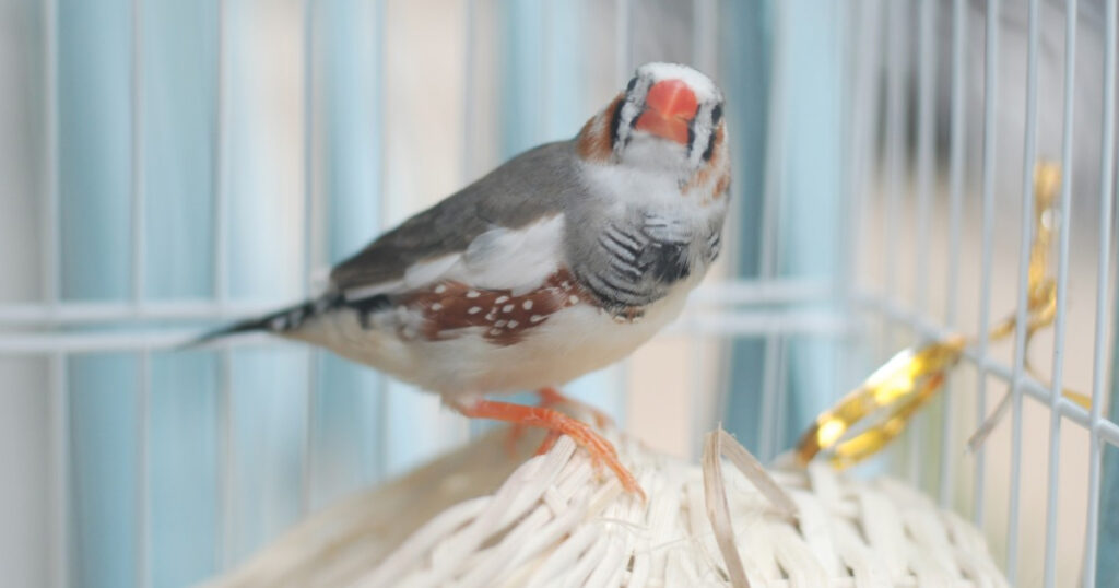 Kuşlar Kışın Nasıl Korunmalı? Soğuk Hava Önlemleri