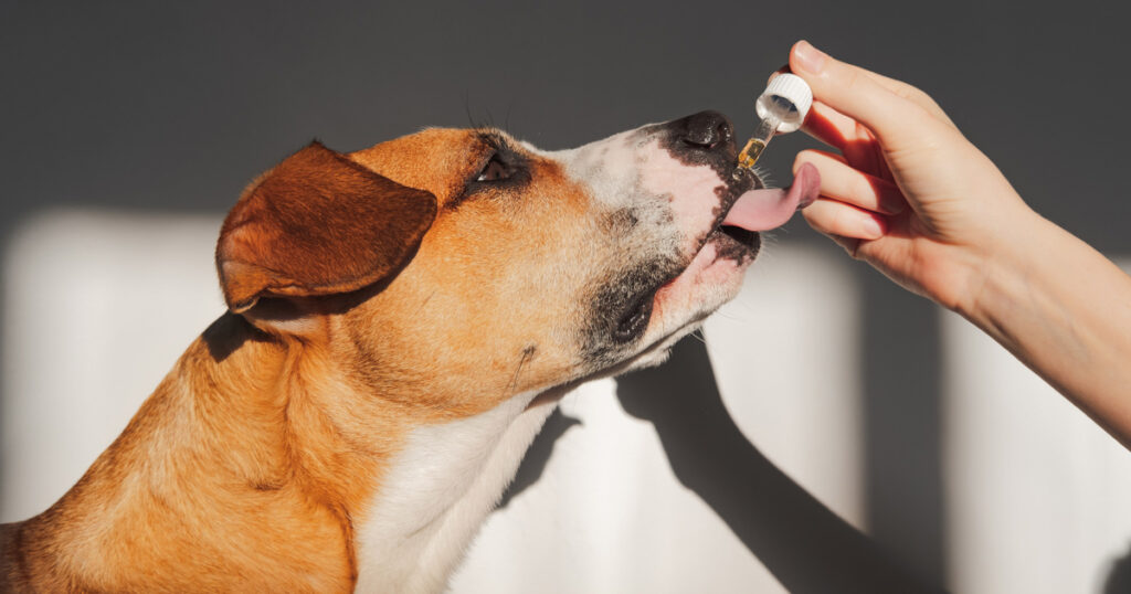 Pet Sağlığında CBD ve Bitkisel Takviyelerin Rolü: Güvenli mi, Etkili mi?