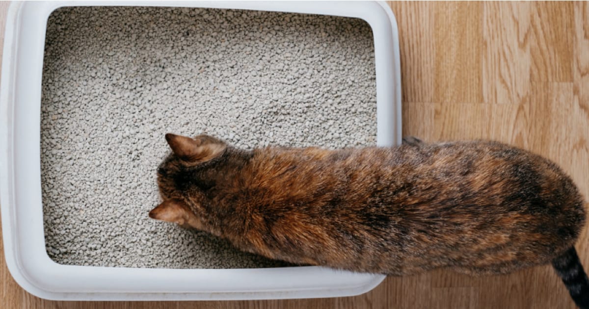 Doğru Kedi Kumu Seçimi