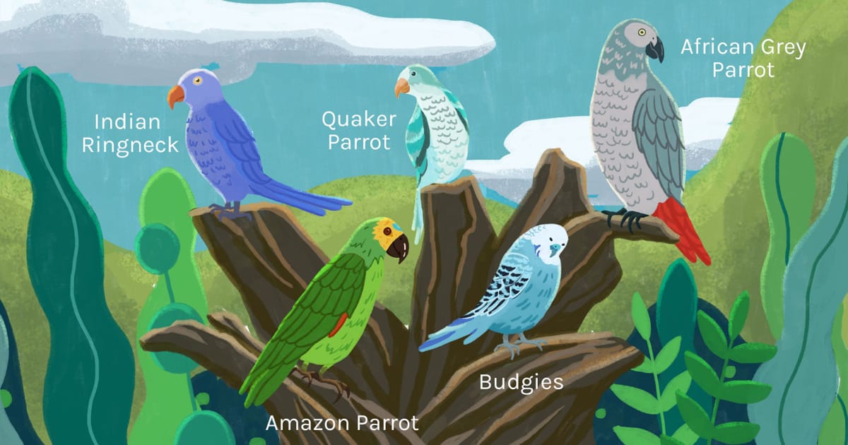 En Çok Konuşan Papağan Türleri