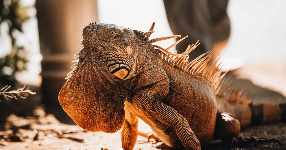 İguanlarda Açık Yara