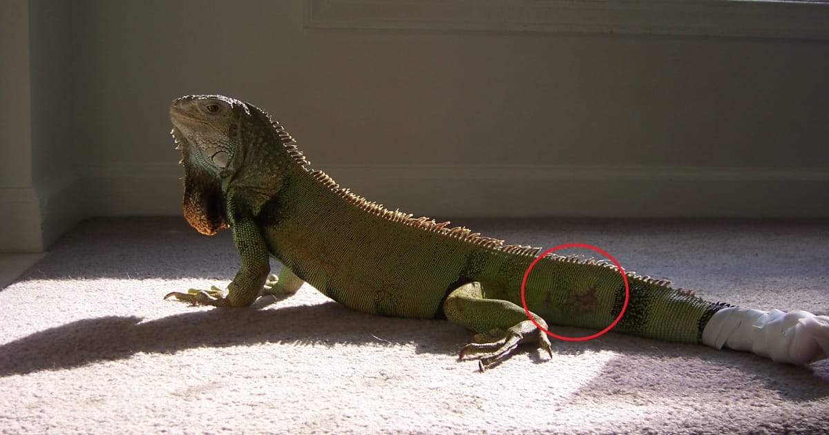 İguanlarda Kuyruk Yarası – Neden Olur, Nasıl Fark Edilir?