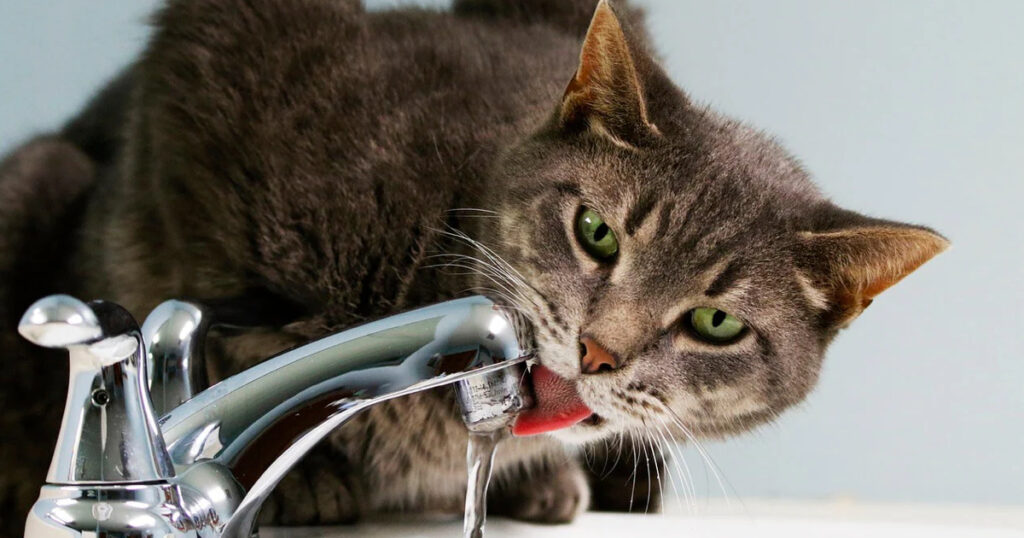 Kediniz Çok mu Fazla Su İçiyor?