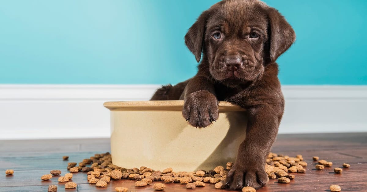 Köpekler Kuru Mama Yemeye Nasıl Alıştırılır?