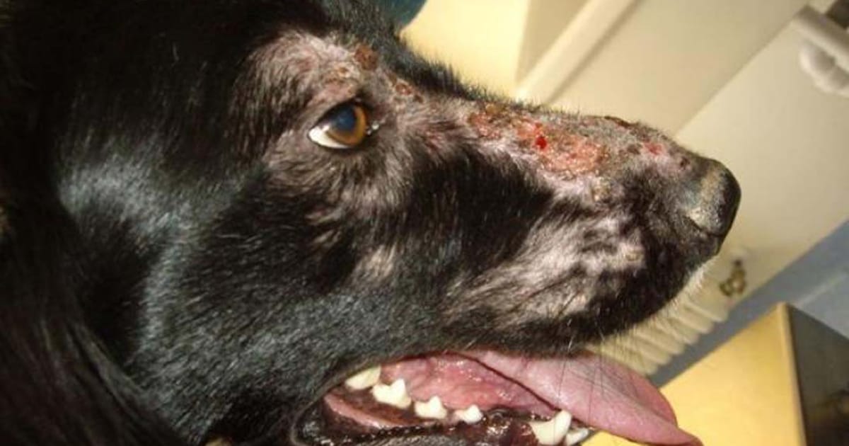 Köpeklerde Leishmania Hastalığı ve Tedavisi