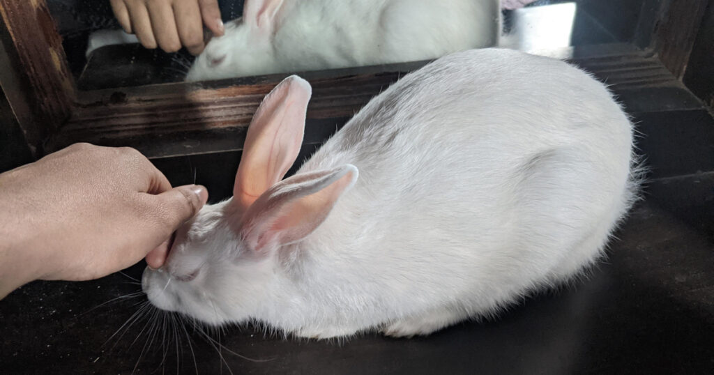 Tavşanlarda Dışkılamama - Sessiz Ama Tehlikeli Bir Uyarı