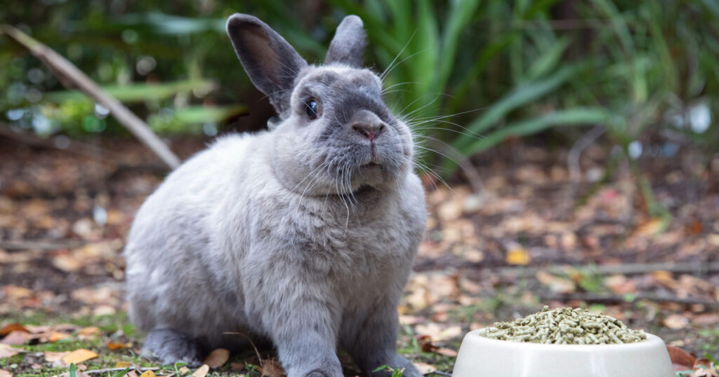 Tavşanlarda İştahsızlık – Küçük Belirti, Büyük Tehlike