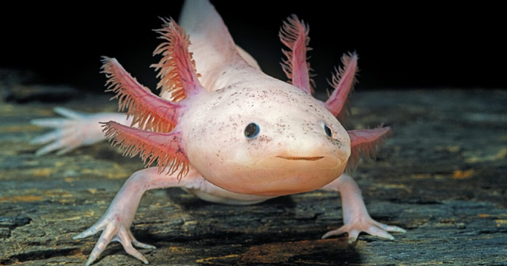 Aksolot (Semender) Veterineri