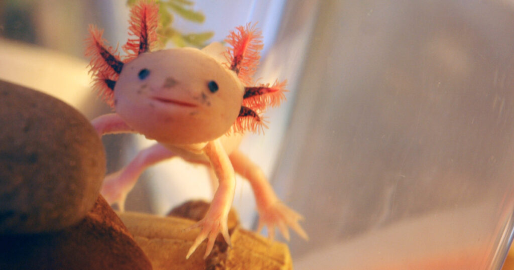 Aksolotlarda (Axolotl) Su Problemi