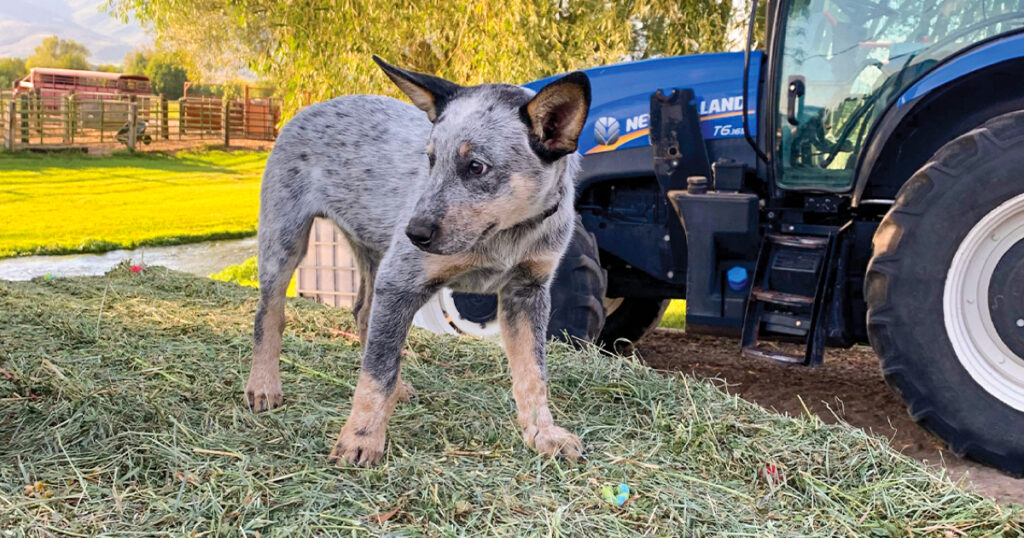 Bahçede Beslenebilen Köpek Irkları