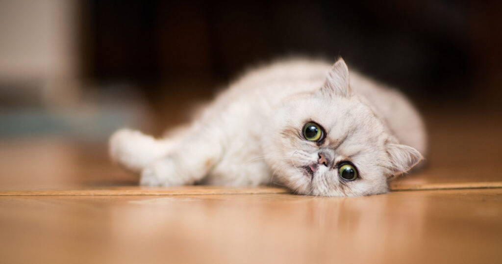 Evde Beslenebilecek Kedi Irkları