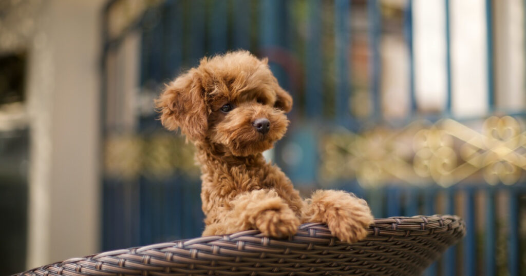 Evde Beslenebilecek Köpek Irkları