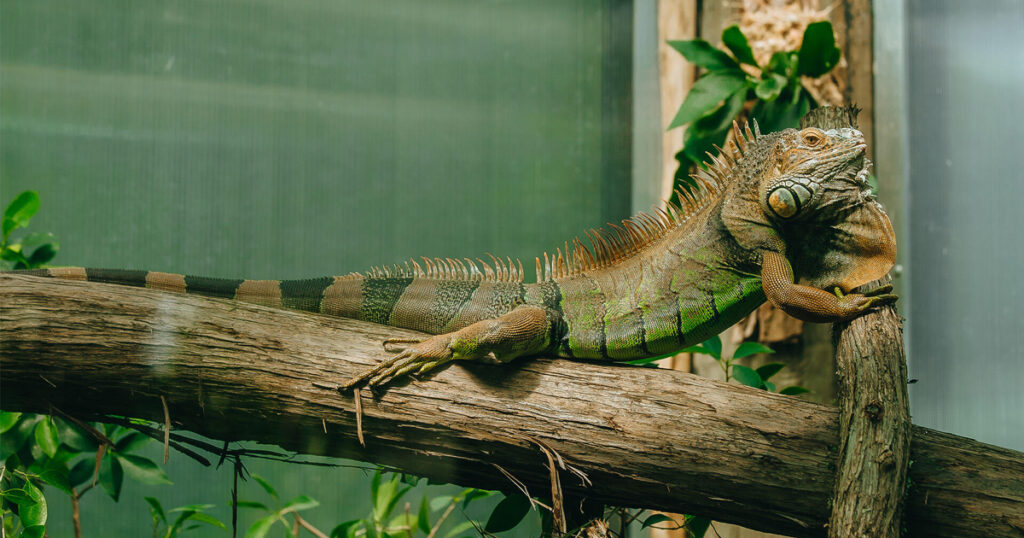İguanlarda Halsizlik ve İştahsızlık