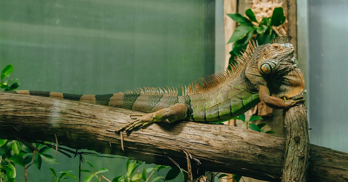 İguanlarda Halsizlik ve İştahsızlık