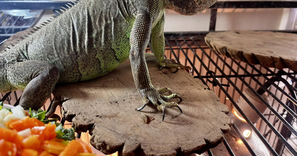 İguanlarda Tırnak Bakımı