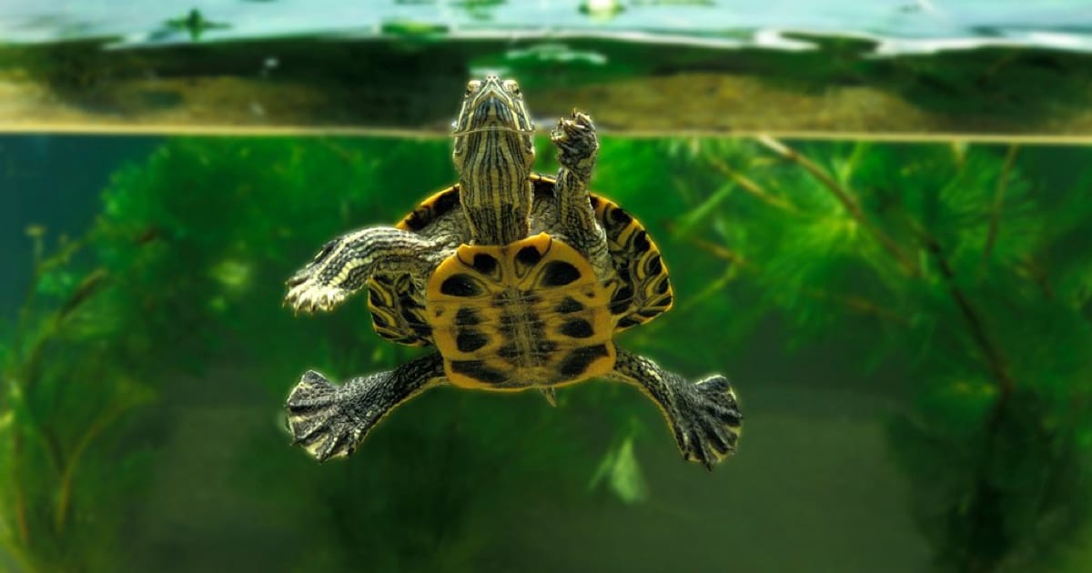 Kaplumbağalarda Halsizlik