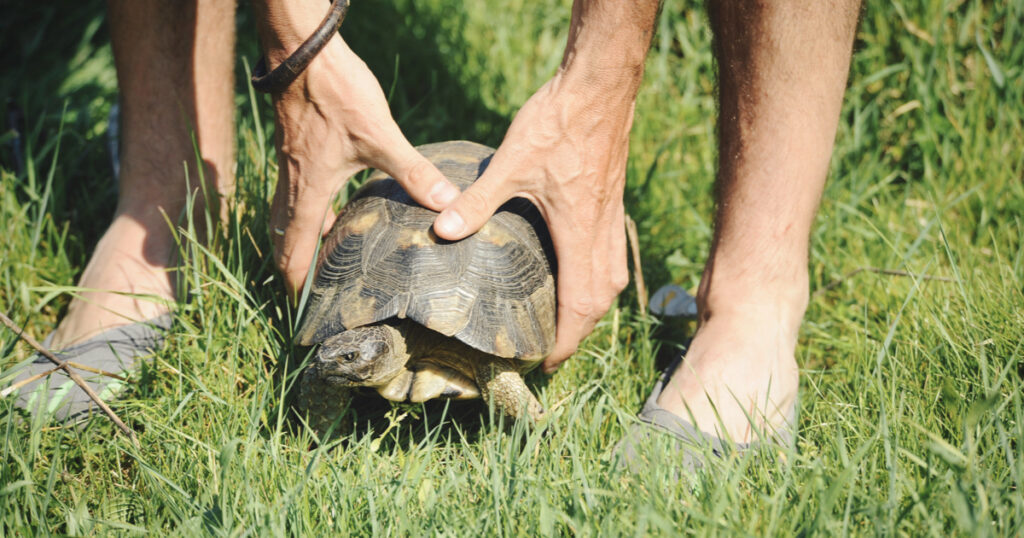 Kaplumbağalarda Yumuşak Kabuk Problemi