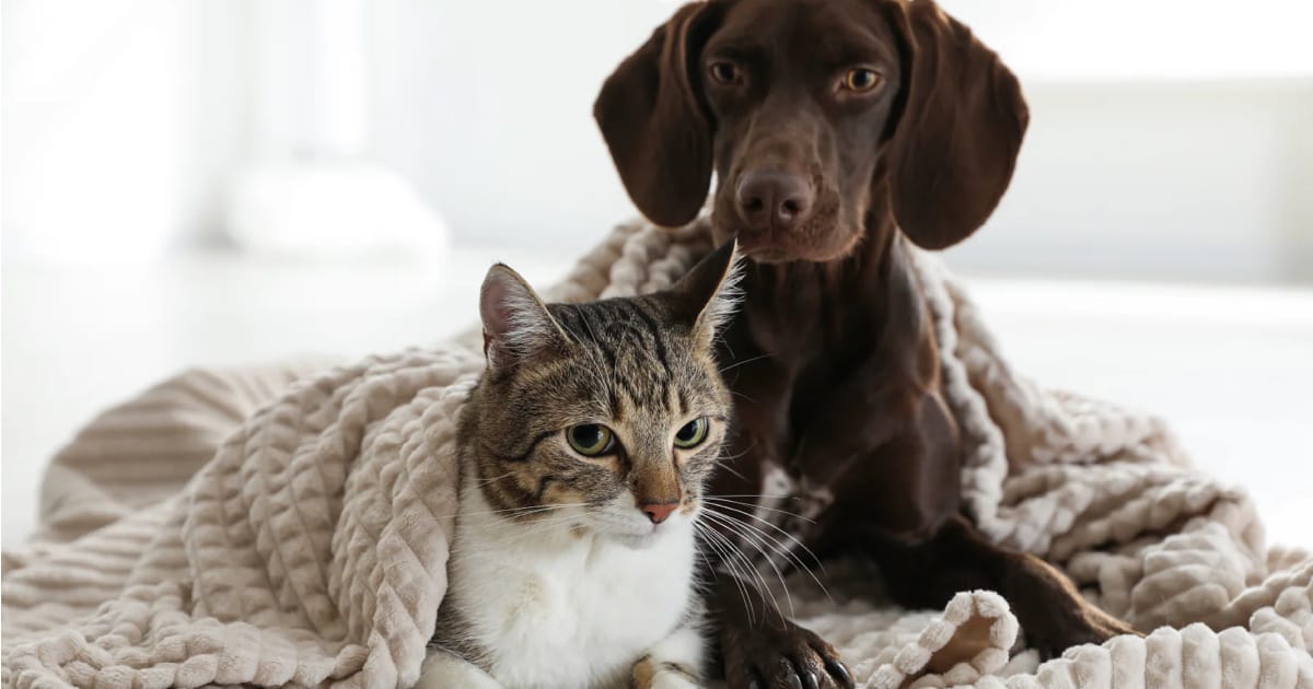 Kedi ve Köpekler Soğuk Havalarda Nasıl Beslenmelidir?
