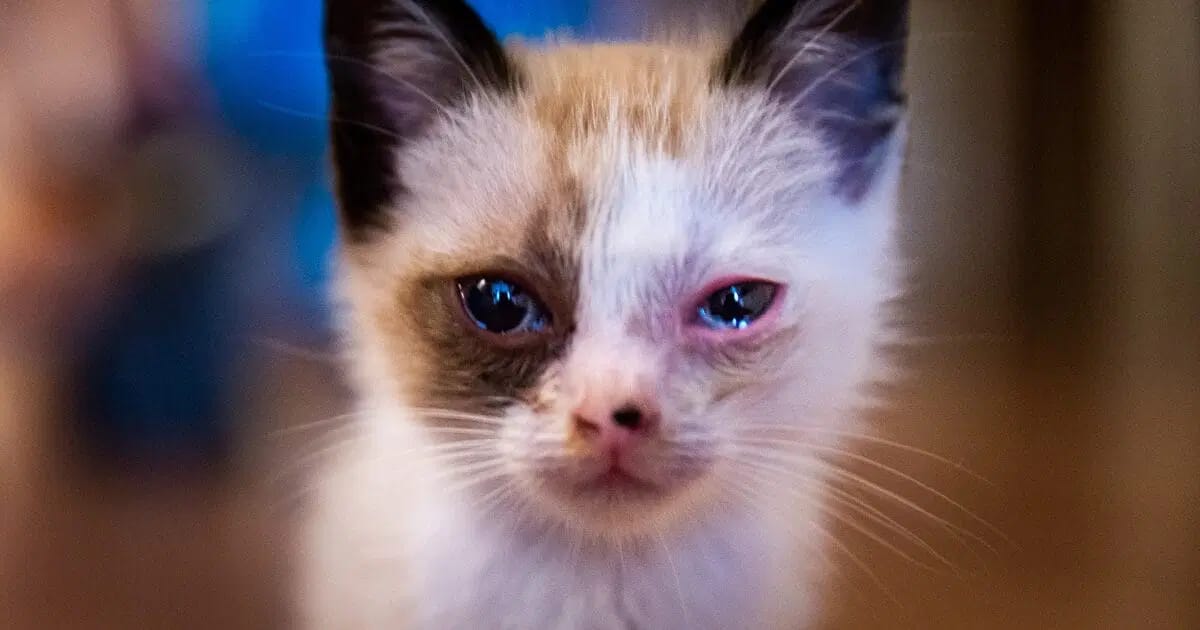 Kedilerde Göz İltihabı ve Nedenleri