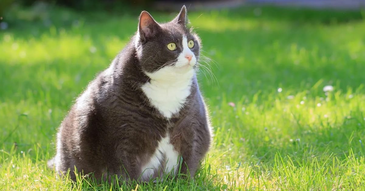 Kedilerde Şeker Hastalığı