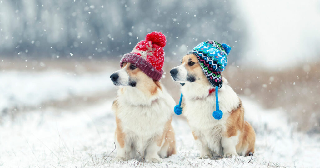 Kışa Girerken Köpekler İçin Tavsiyeler