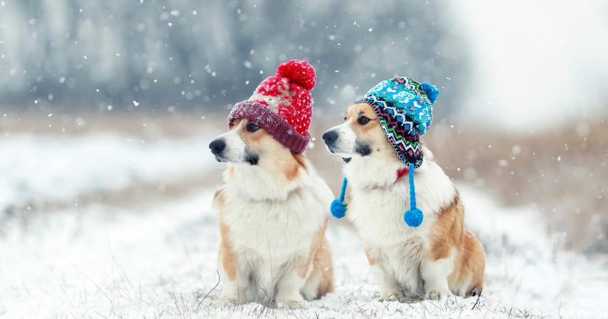 Kışa Girerken Köpekler İçin Tavsiyeler
