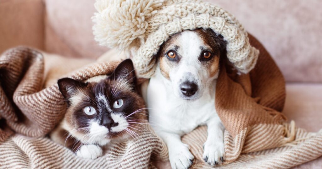 Kışın Evcil Hayvan Bakımı