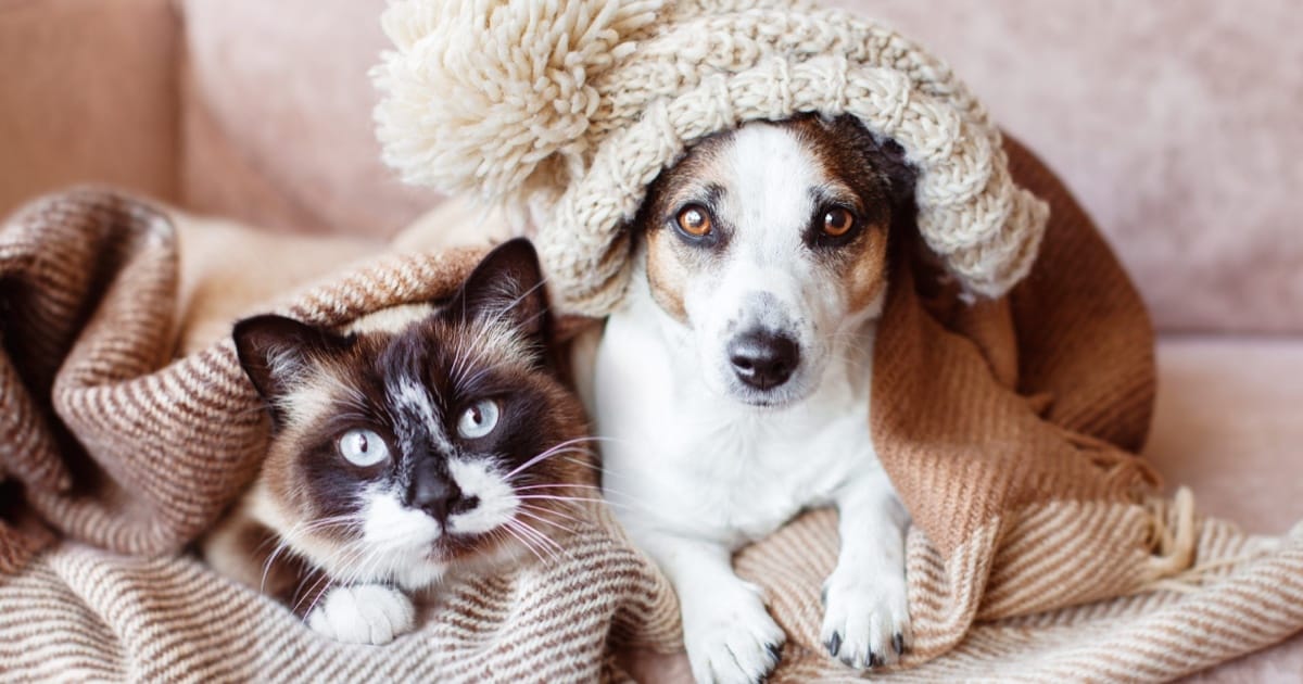 Kışın Evcil Hayvan Bakımı