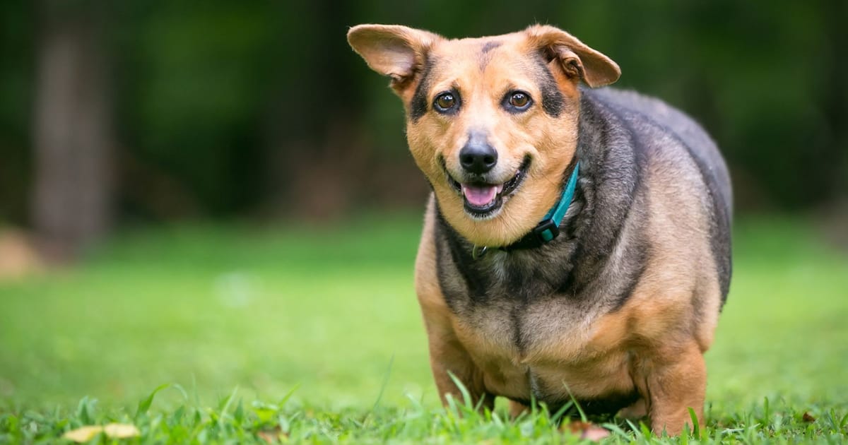Köpeklerde Şeker Hastalığı