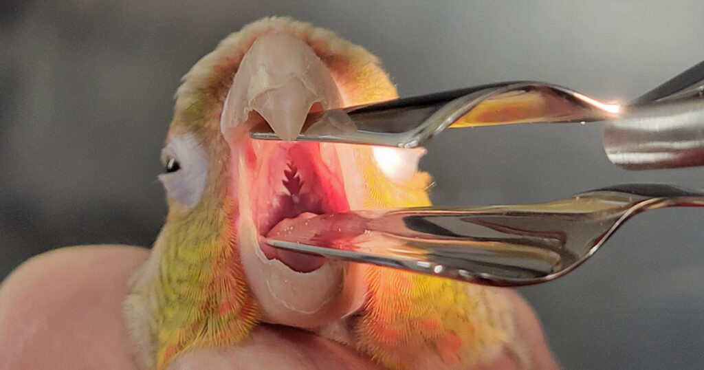 Kuşlarda Gırtlak Mantarı